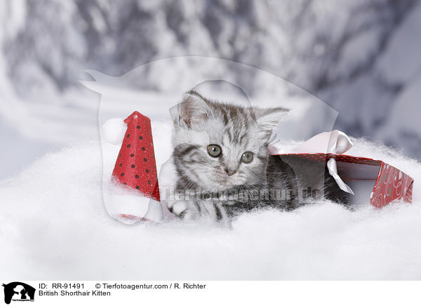 Britisch Kurzhaar Ktzchen / British Shorthair Kitten / RR-91491