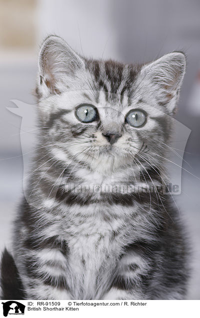 Britisch Kurzhaar Ktzchen / British Shorthair Kitten / RR-91509