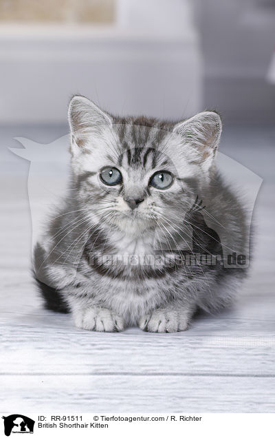 Britisch Kurzhaar Ktzchen / British Shorthair Kitten / RR-91511