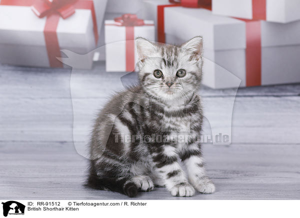 Britisch Kurzhaar Ktzchen / British Shorthair Kitten / RR-91512