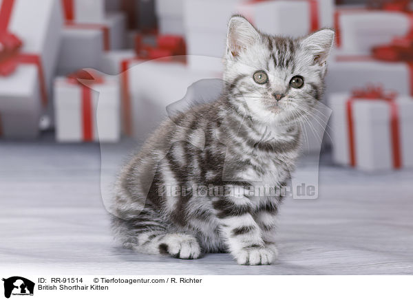 Britisch Kurzhaar Ktzchen / British Shorthair Kitten / RR-91514