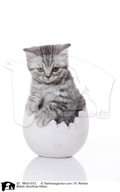 Britisch Kurzhaar Kätzchen / British Shorthair Kitten / RR-91572