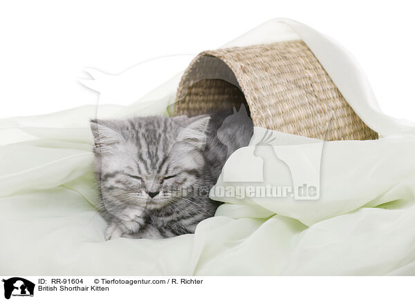 Britisch Kurzhaar Ktzchen / British Shorthair Kitten / RR-91604