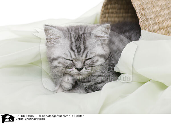 British Shorthair Kitten / RR-91607