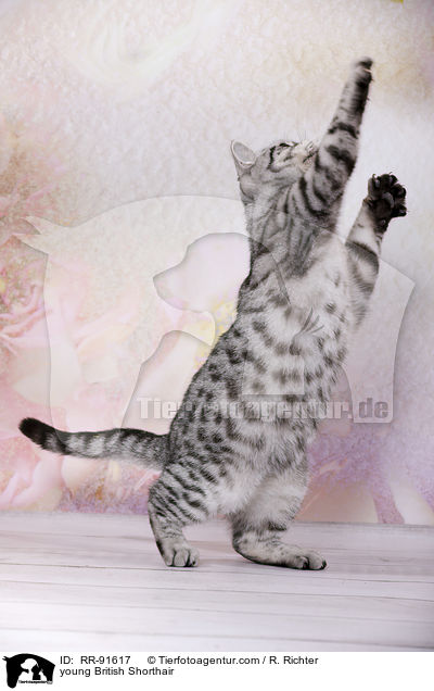 junge Britisch Kurzhaar / young British Shorthair / RR-91617