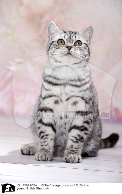 junge Britisch Kurzhaar / young British Shorthair / RR-91624