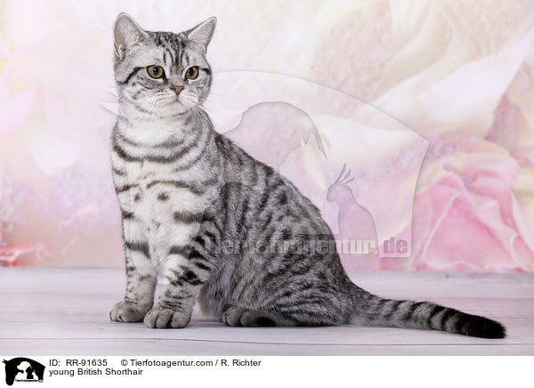 junge Britisch Kurzhaar / young British Shorthair / RR-91635