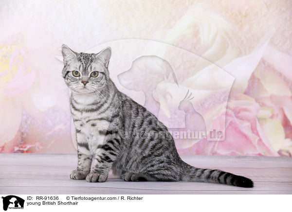 junge Britisch Kurzhaar / young British Shorthair / RR-91636