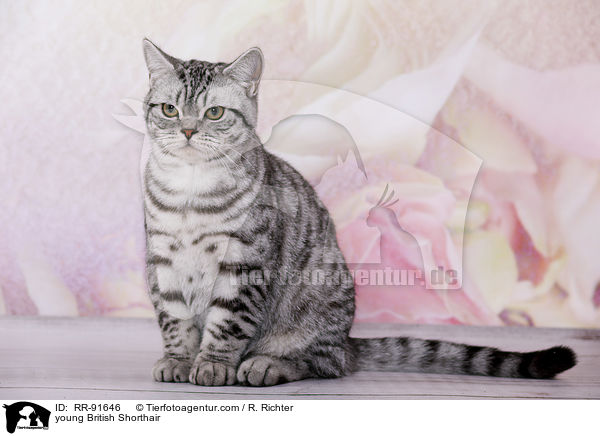 junge Britisch Kurzhaar / young British Shorthair / RR-91646