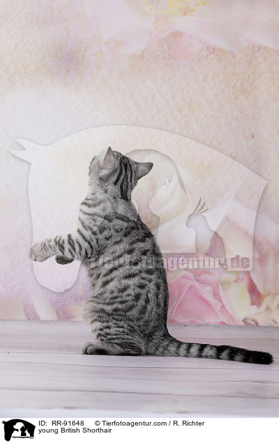junge Britisch Kurzhaar / young British Shorthair / RR-91648