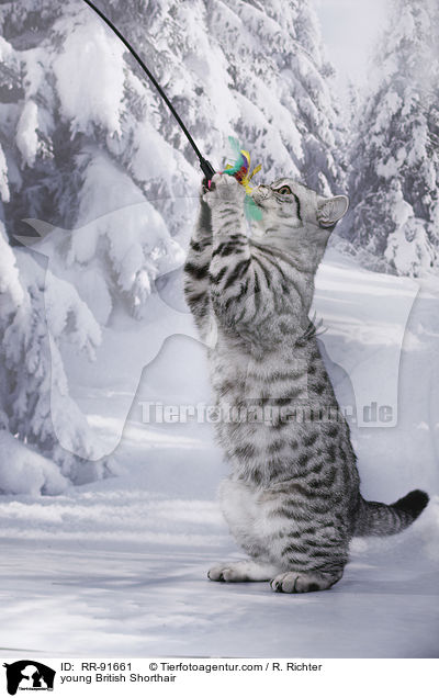 junge Britisch Kurzhaar / young British Shorthair / RR-91661