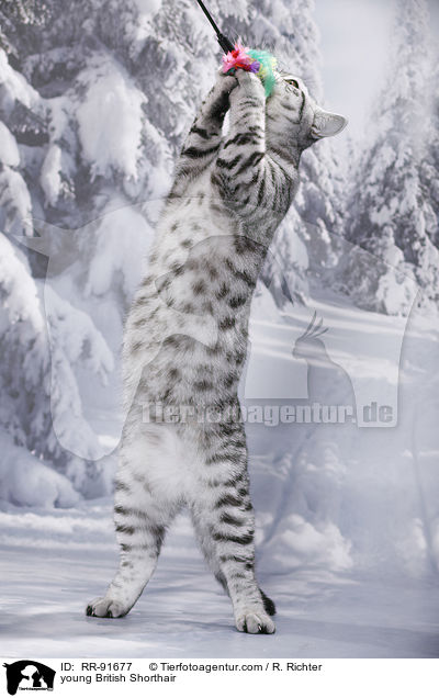 junge Britisch Kurzhaar / young British Shorthair / RR-91677