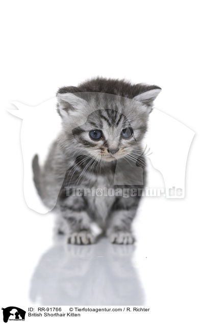 Britisch Kurzhaar Ktzchen / British Shorthair Kitten / RR-91766