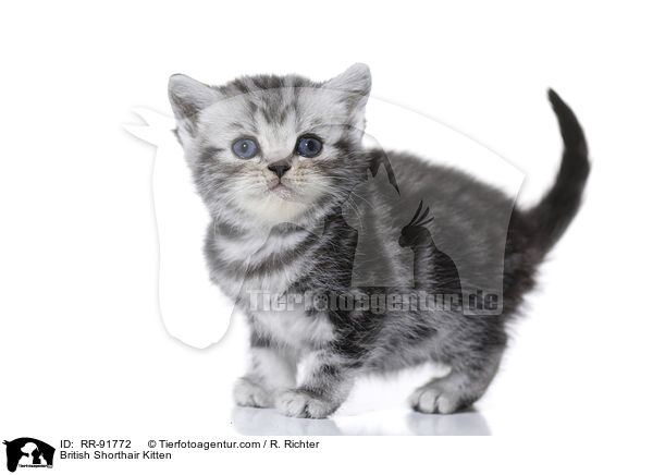Britisch Kurzhaar Ktzchen / British Shorthair Kitten / RR-91772