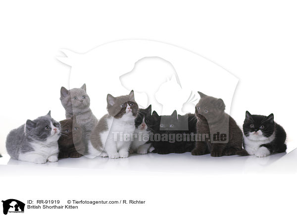 British Shorthair Kitten / RR-91919