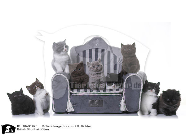 British Shorthair Kitten / RR-91920