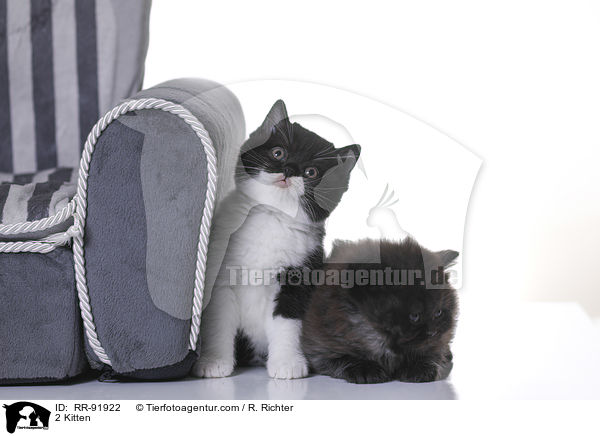 2 Kitten / RR-91922