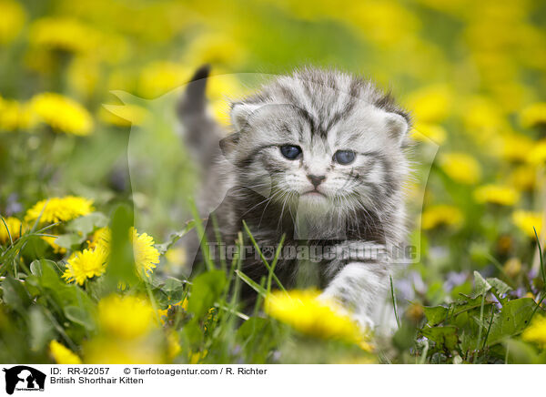 British Shorthair Kitten / RR-92057