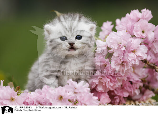 Britisch Kurzhaar Ktzchen / British Shorthair Kitten / RR-92083
