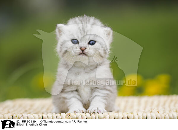 British Shorthair Kitten / RR-92139