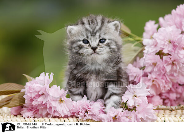 Britisch Kurzhaar Ktzchen / British Shorthair Kitten / RR-92148