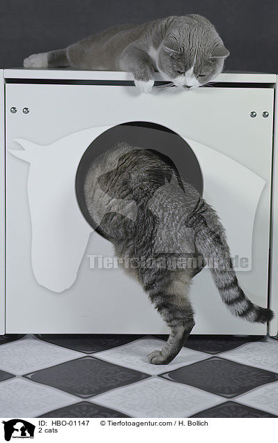 2 Katzen / 2 cats / HBO-01147