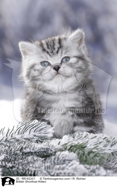 Britisch Kurzhaar Ktzchen / British Shorthair Kitten / RR-92201