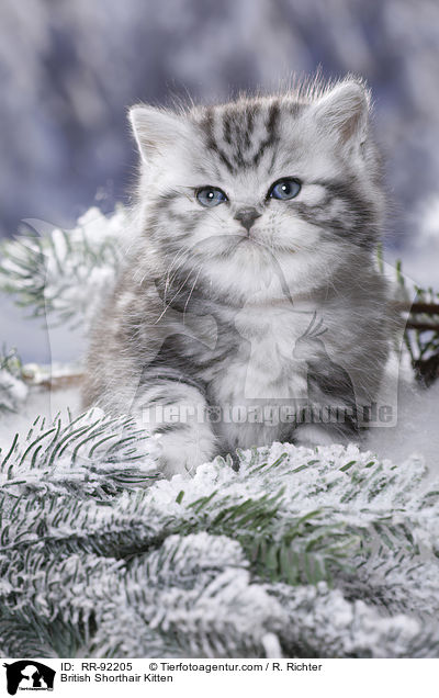 Britisch Kurzhaar Ktzchen / British Shorthair Kitten / RR-92205