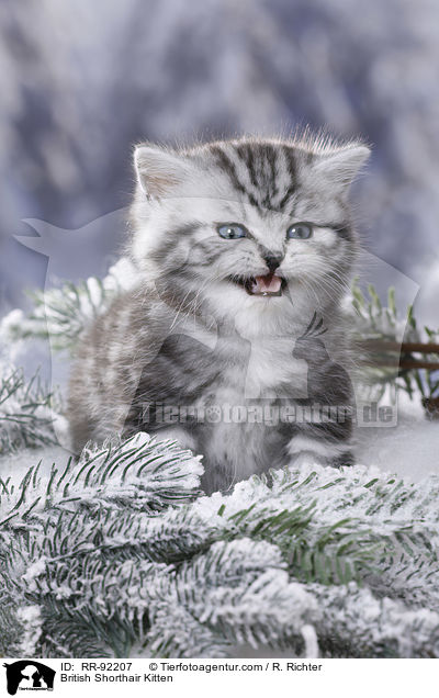 Britisch Kurzhaar Ktzchen / British Shorthair Kitten / RR-92207