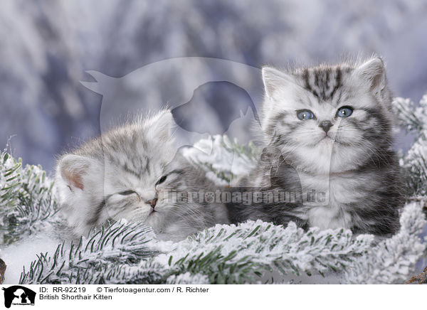 Britisch Kurzhaar Ktzchen / British Shorthair Kitten / RR-92219