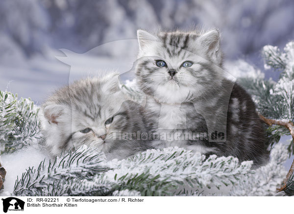 Britisch Kurzhaar Ktzchen / British Shorthair Kitten / RR-92221