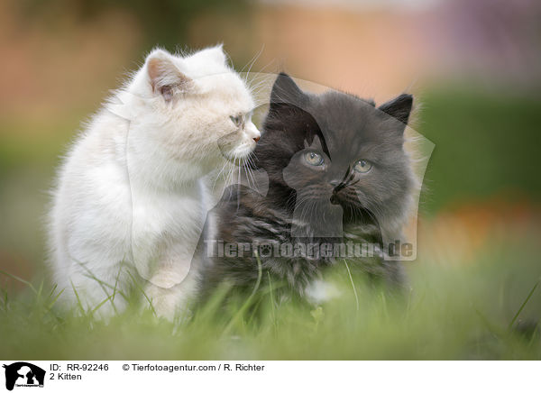 2 Ktzchen / 2 Kitten / RR-92246