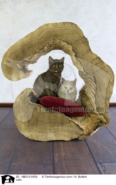 Katzen / cats / HBO-01659