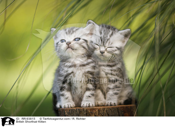 Britisch Kurzhaar Ktzchen / British Shorthair Kitten / RR-93815