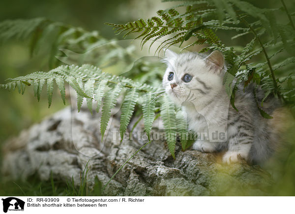 Britisch Kurzhaar Ktzchen zwischen Farn / British shorthair kitten between fern / RR-93909