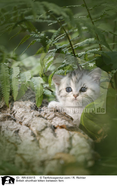 Britisch Kurzhaar Ktzchen zwischen Farn / British shorthair kitten between fern / RR-93915