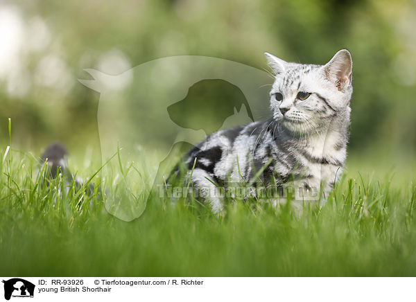 junge Britisch Kurzhaar / young British Shorthair / RR-93926