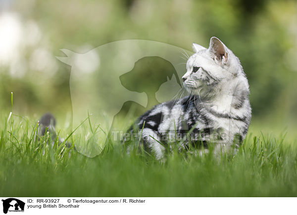 junge Britisch Kurzhaar / young British Shorthair / RR-93927
