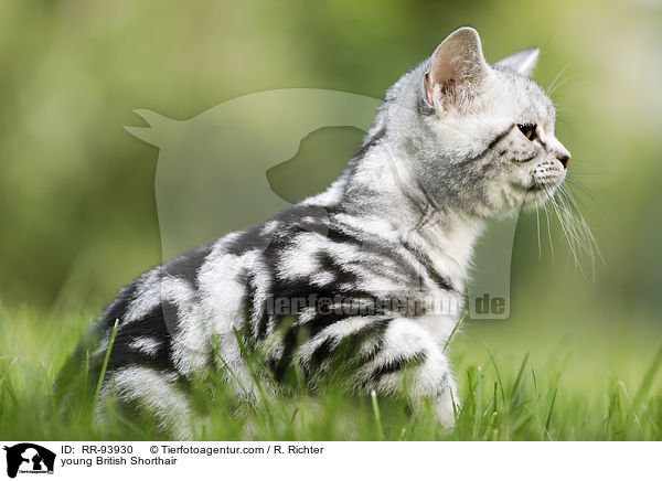 junge Britisch Kurzhaar / young British Shorthair / RR-93930