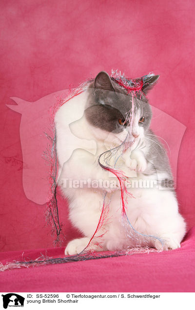 junge Britisch Kurzhaar / young British Shorthair / SS-52596