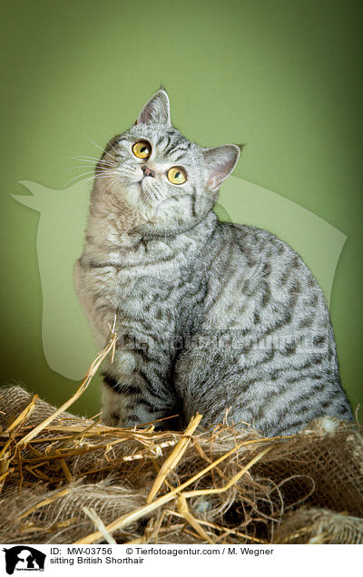 sitzende Britisch Kurzhaar / sitting British Shorthair / MW-03756