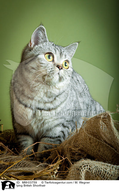 liegende Britisch Kurzhaar / lying British Shorthair / MW-03759
