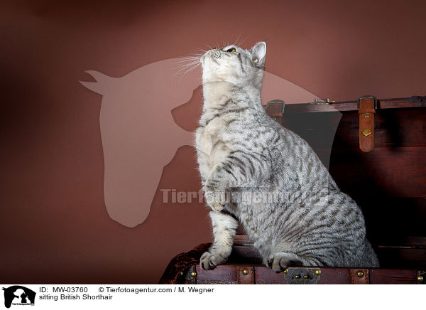 sitzende Britisch Kurzhaar / sitting British Shorthair / MW-03760