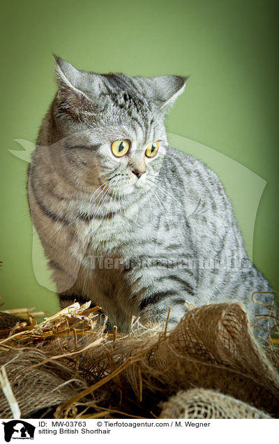 sitzende Britisch Kurzhaar / sitting British Shorthair / MW-03763