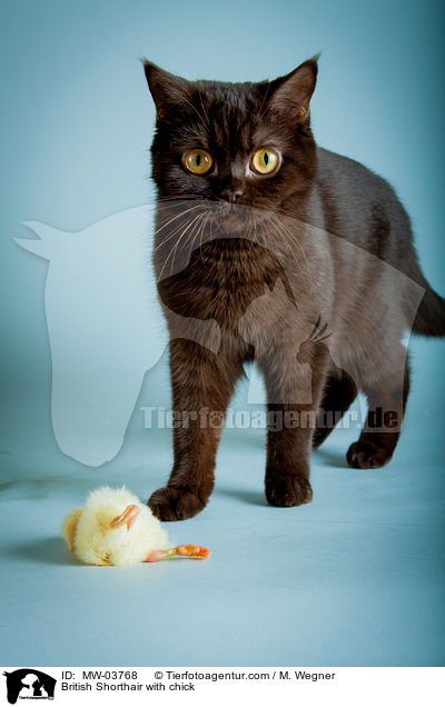 British Shorthair with chick / MW-03768
