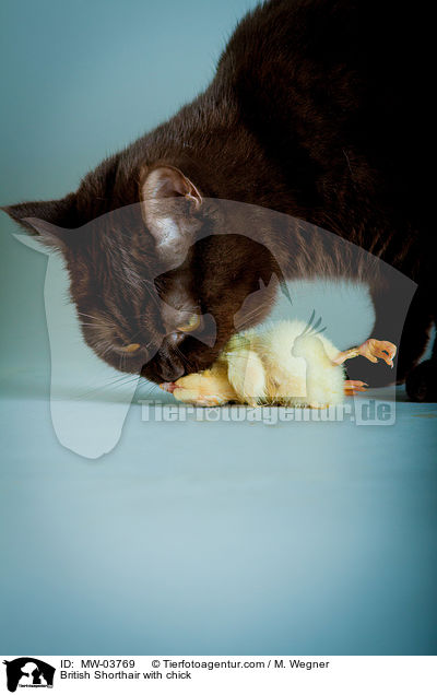 British Shorthair with chick / MW-03769