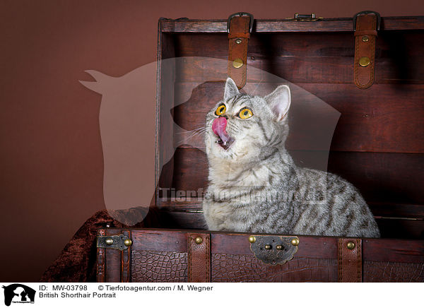Britisch Kurzhaar Portrait / British Shorthair Portrait / MW-03798