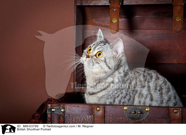 Britisch Kurzhaar Portrait / British Shorthair Portrait / MW-03799