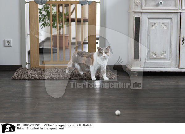 Britisch Kurzhaar in der Wohnung / British Shorthair in the apartment / HBO-02132