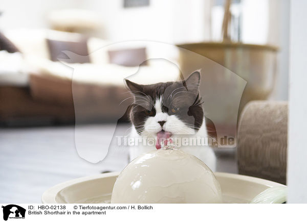 Britisch Kurzhaar in der Wohnung / British Shorthair in the apartment / HBO-02138